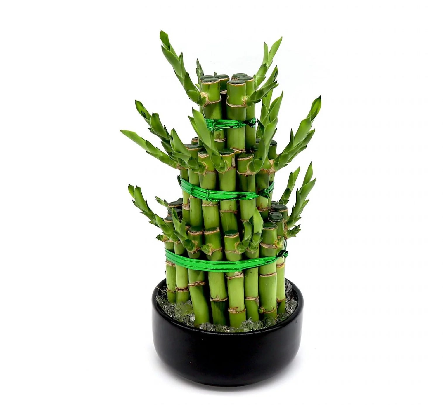 Indoor Lucky Bamboo Plant in Dubai