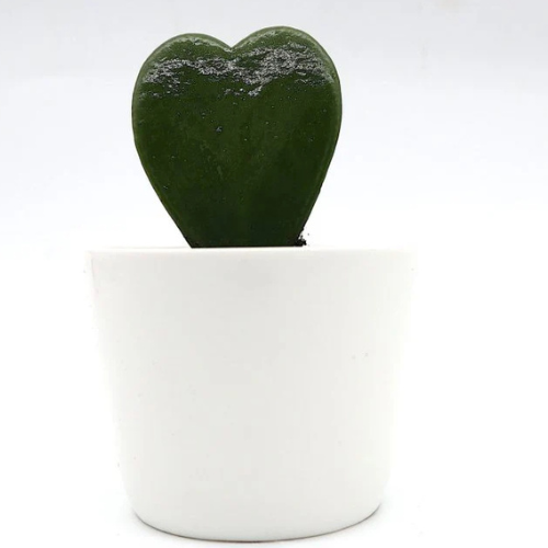 Lucky Heart Hoya Kerrii 5–8cm
