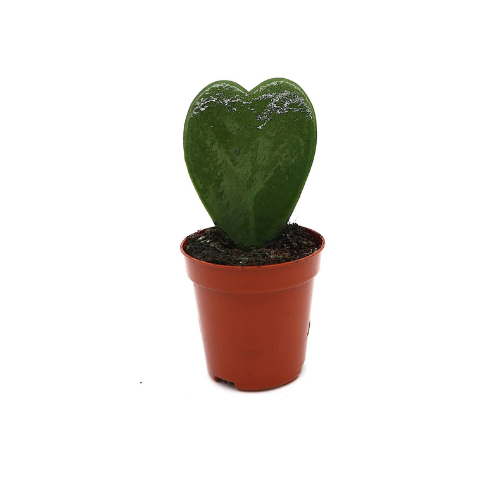 heart succulent care Lucky Heart Hoya Kerrii 5–8cm – Royal Plantscape Garden
