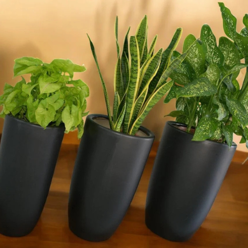 Lush Indoor Plant Combo – Set of 3 Ceramic Pots | Snake Plant, Dumb Cane, & Devil’s Ivy