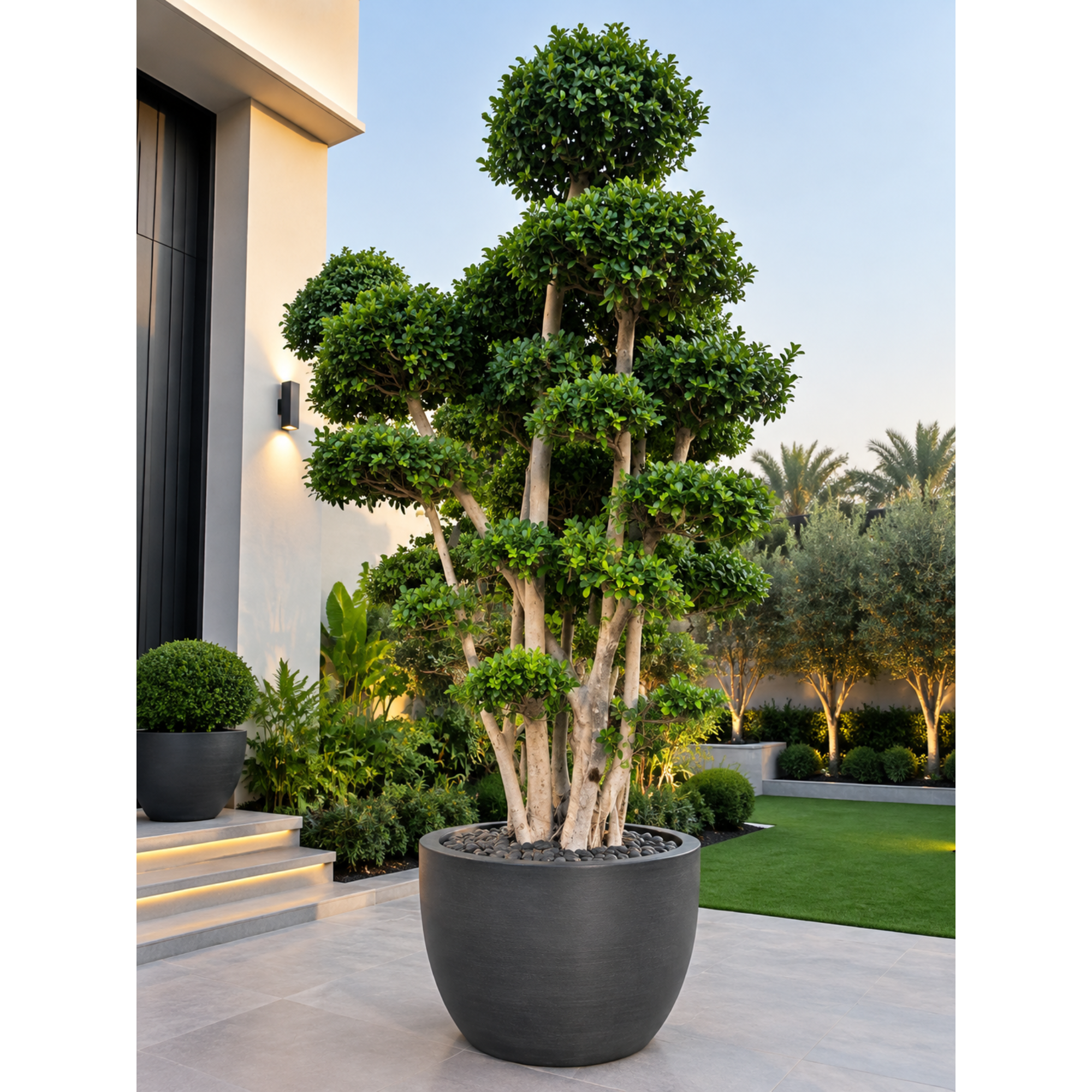 Luxury Multi-Tier Ficus Tree 