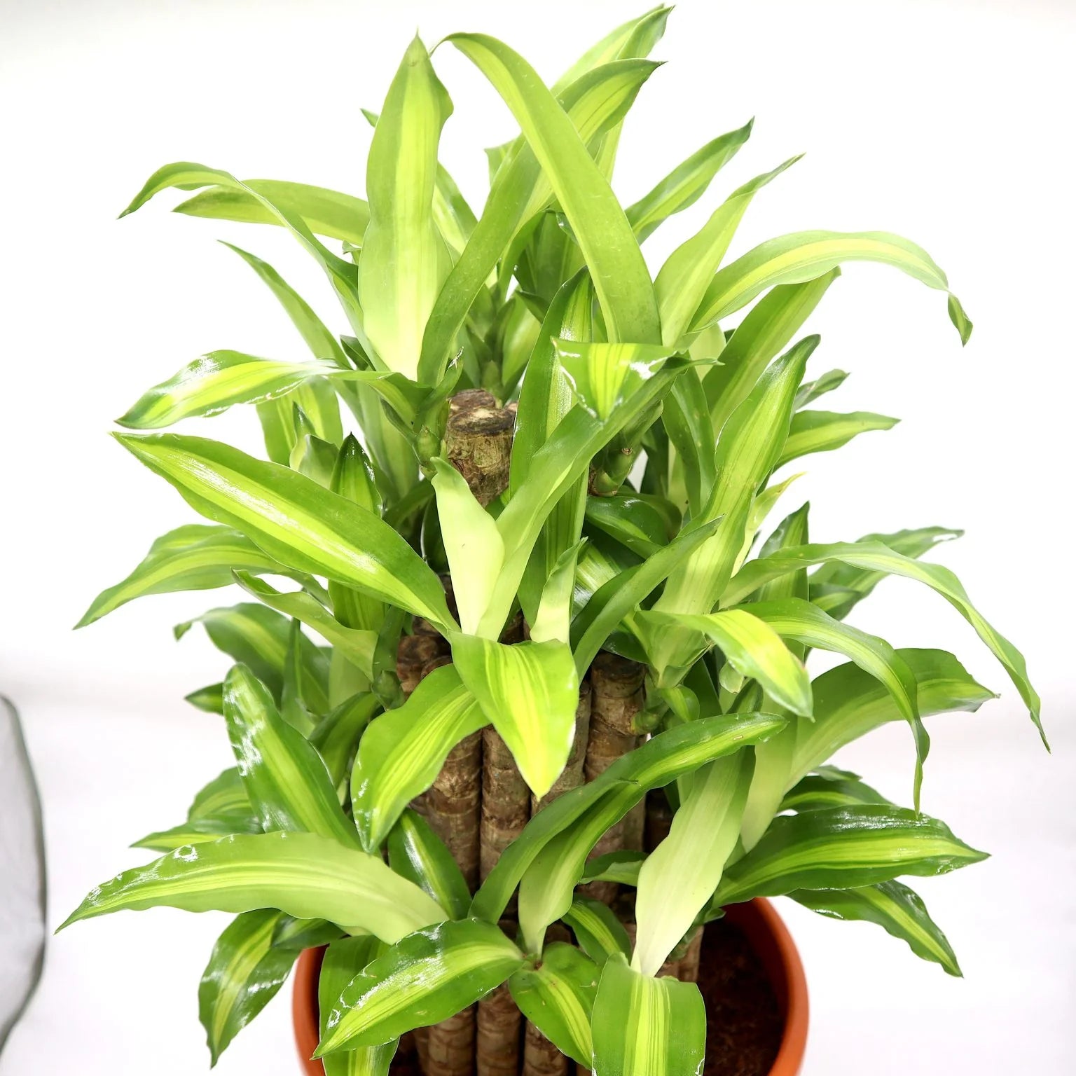 dracaena fragrans buy Dracaena Fragrans “Massangeana 3 Steps”