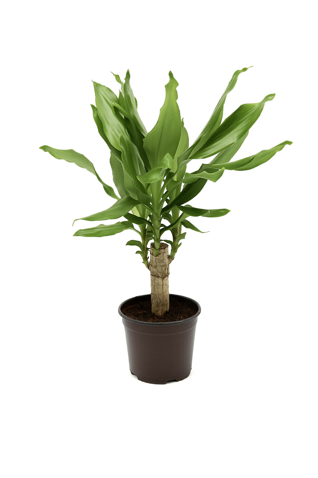 Dracaena Fragrans Green Mini