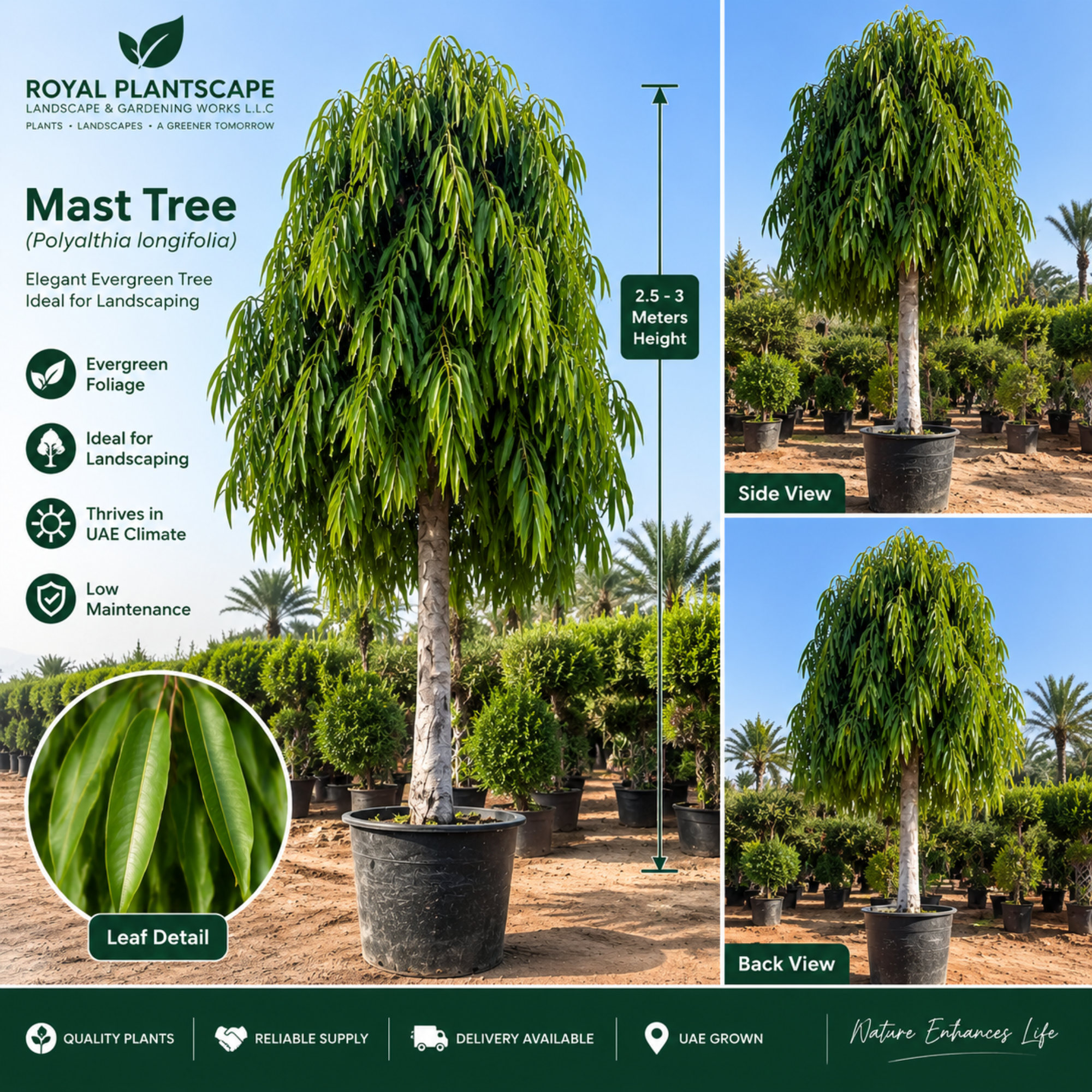 Mast Tree