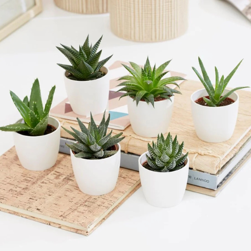 mini plant pot royal gardeners Mini Haworthia Succulent 4–6cm per piece – Royal Plantscape Garden
