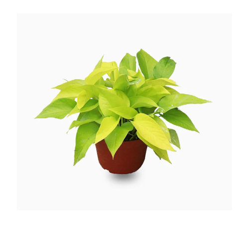 money plant to buy Money Plant White Glass Pot