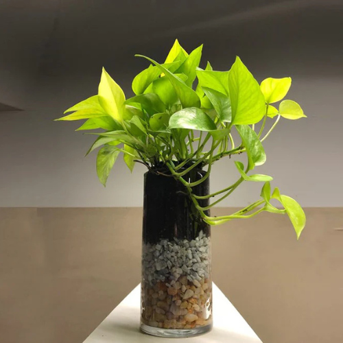 money plant water pot Money Plant White Glass Pot