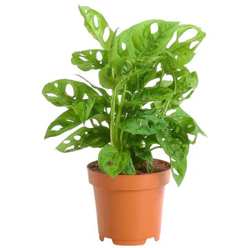Monkey Monstera Potted Plant