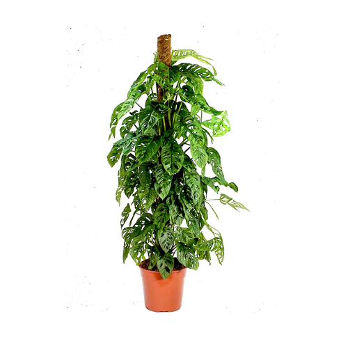 monstera monkey plant Monkey Monstera Potted Plant – Royal Plantscape Garden