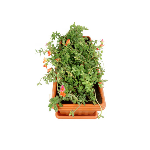 Moss Rose-Portulaca Grandiflora -In Rectangular Pot
