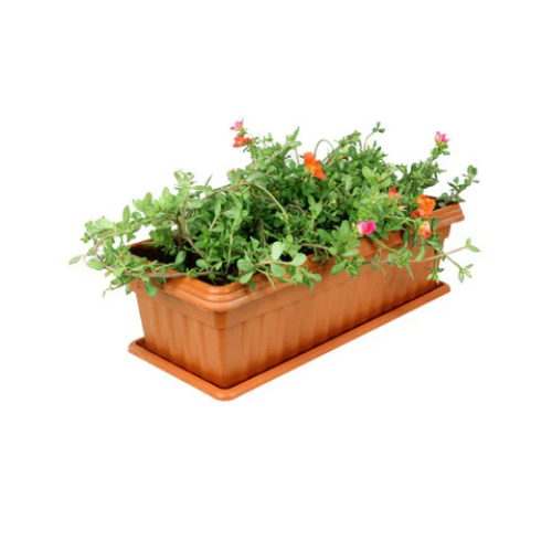 Moss Rose-Portulaca Grandiflora -In Rectangular Pot