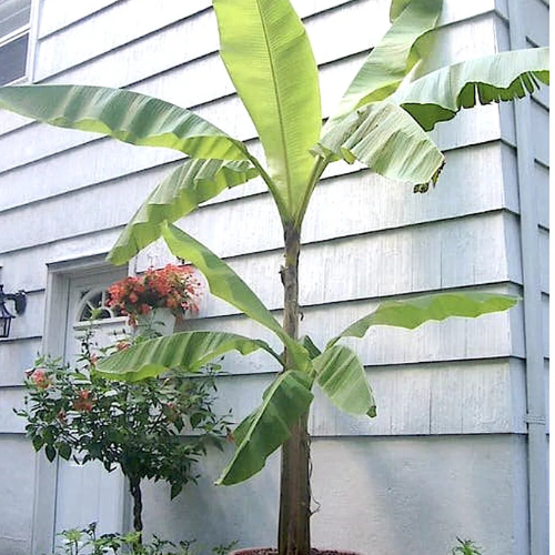 Musa paradisiaca Or Banana Tree