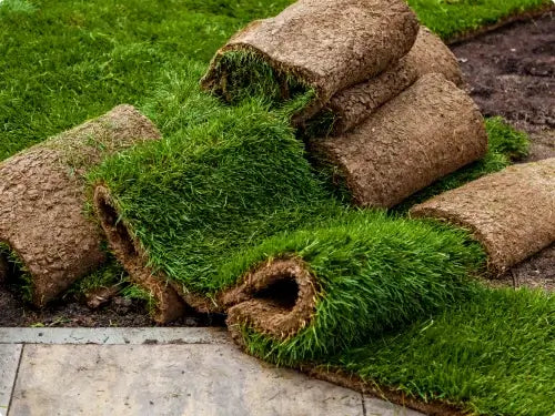 Natural Bermuda Grass in Dubai (Price Per Square Meters)