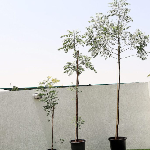 Neem Tree - Azadirachta Indica