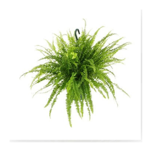 indoor plants boston Nephrolepis Exaltata Boston Fern