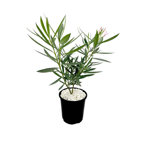 Nerium Oleander 