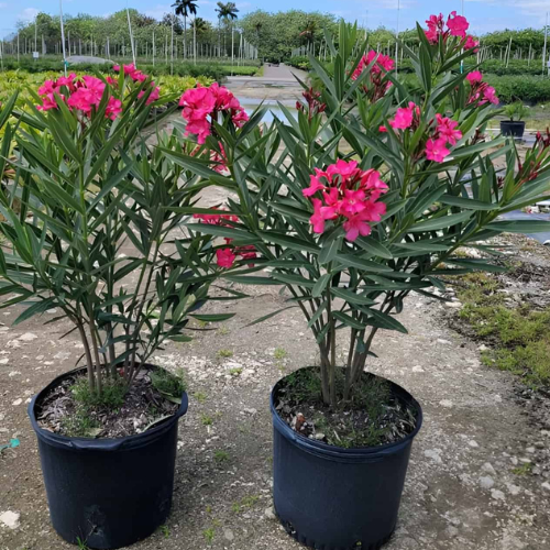 Nerium Oleander Flower Plant