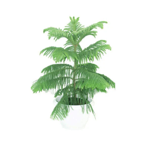 Norfolk Island Pine - Araucaria Heterophylla