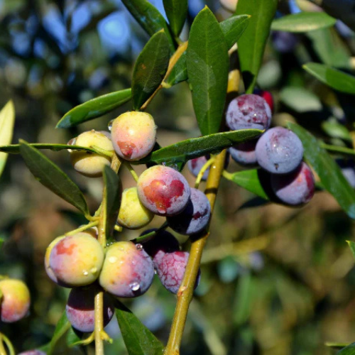 Olive Spiral Shape | Spiral Olea Europea