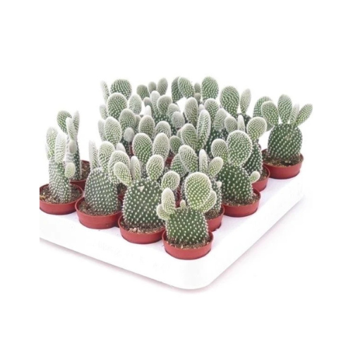 Opuntia Albata Cactus | Bunny Ears Cactus 5–8cm