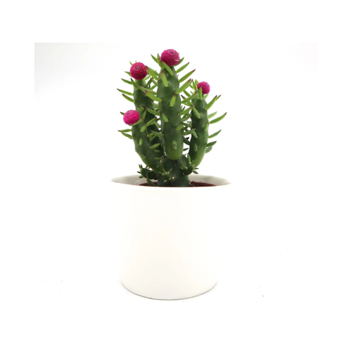 Eve’s Pin Cactus – 5–8cm | Opuntia Subulata