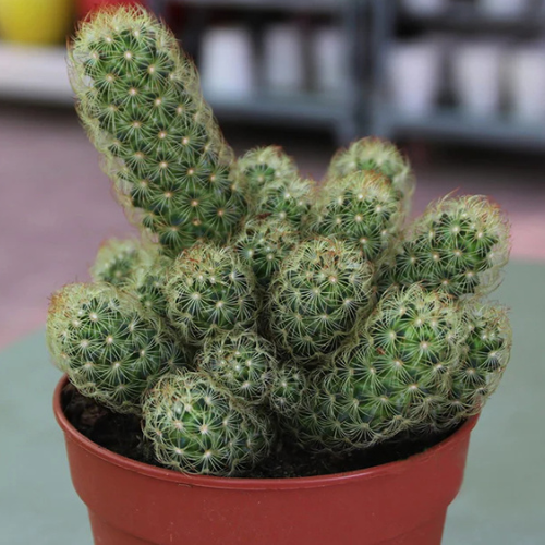 Ornamental Cactus