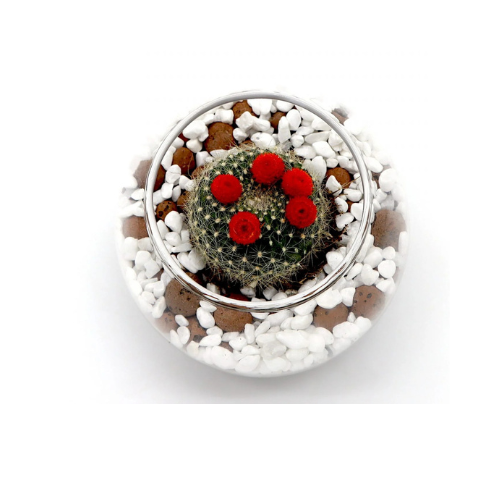 Ornamental Cactus in Transparent pot (Terrarium)