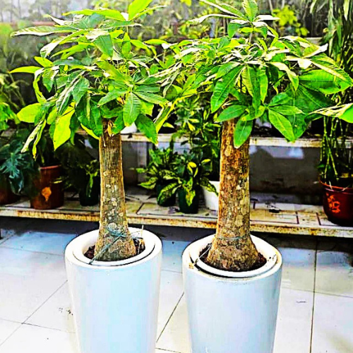 Pachira Indoor Plant Set of 2 | Stylish Ceramic Pots | 40–60cm Tall