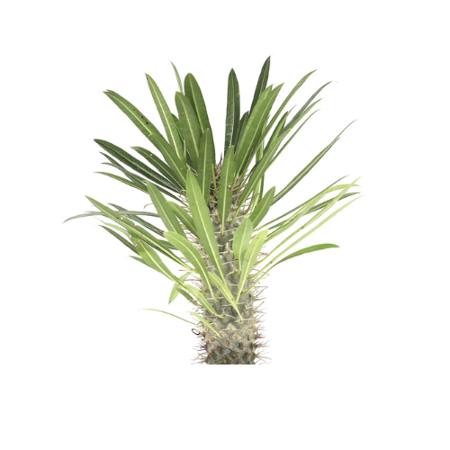 Pachypodium Lamerei Plant | Madagascar Palm 35–40cm | Succulent