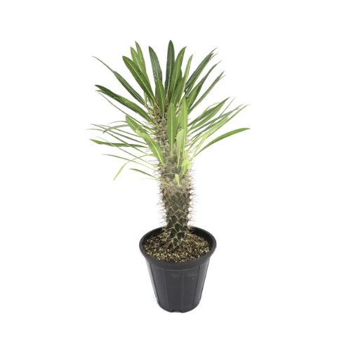 Pachypodium Lamerei Plant | Madagascar Palm 35–40cm | Succulent