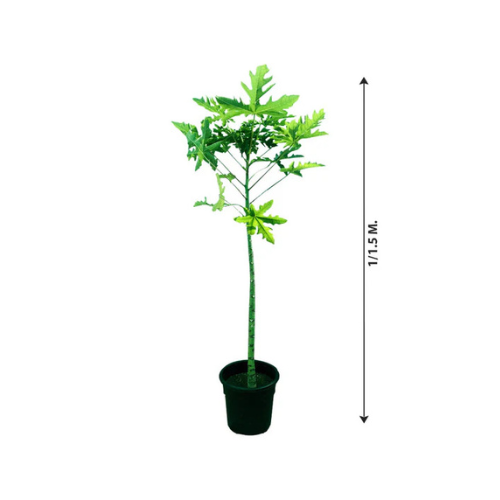 Best Papaya Plant