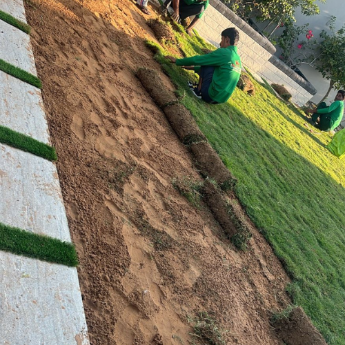 Paspalum Vaginatum Grass