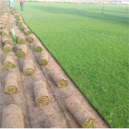 Paspalum Vaginatum Grass-Price Per Square Meter