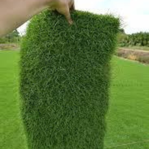 Paspalum Vaginatum Grass-Price Per Square Meter (2 Rols)
