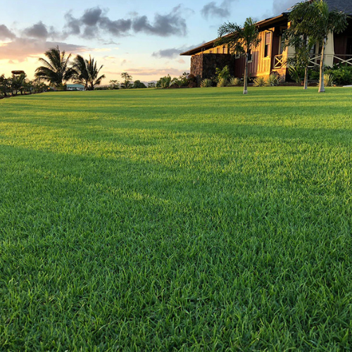 Paspalum Vaginatum Grass