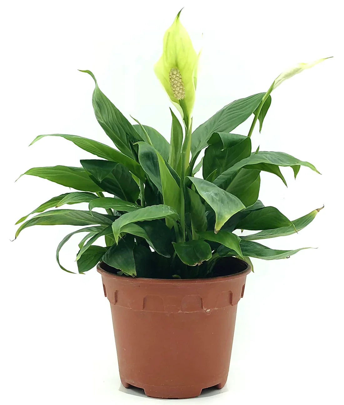 Peace Lily Plant For Dubai UAE