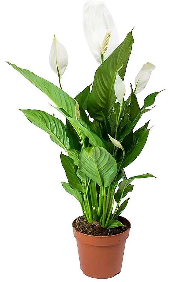 Peace Lily Plant For Dubai UAE