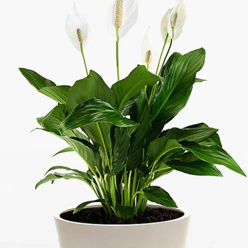 Peace Lily Plant For Dubai UAE