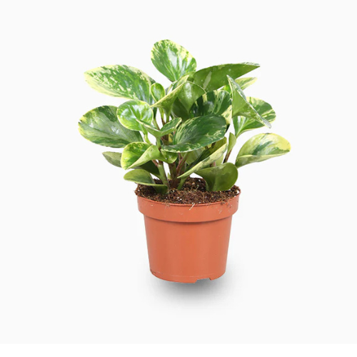Peperomia Marble Plant | Variegated Peperomia