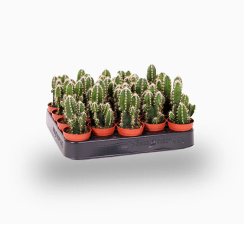 Peruvian Cactus 5–10cm