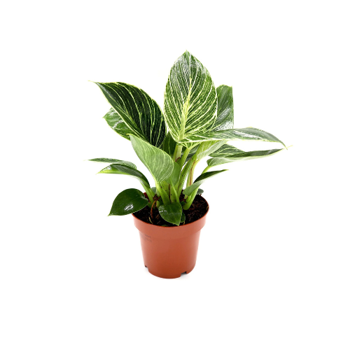 philodendron white wave birkin Philodendron Birkin White Wave Plant – Royal Plantscape Garden