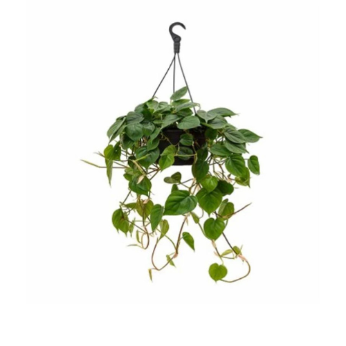 philodendron scandens green Philodendron Scandens Indoor Plant – Royal Plantscape Garden