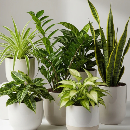 Plants Bundle – Set of 6 Indoor Plants With Ceramic Pots
