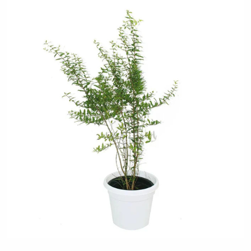 Pomegranate-Punica Granatum