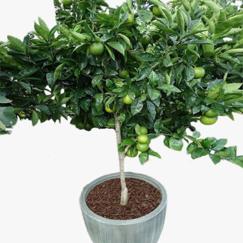 Pomelo Tree- Citrus Maxima