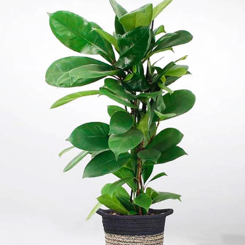 Premium African Fig Plant for Interiors