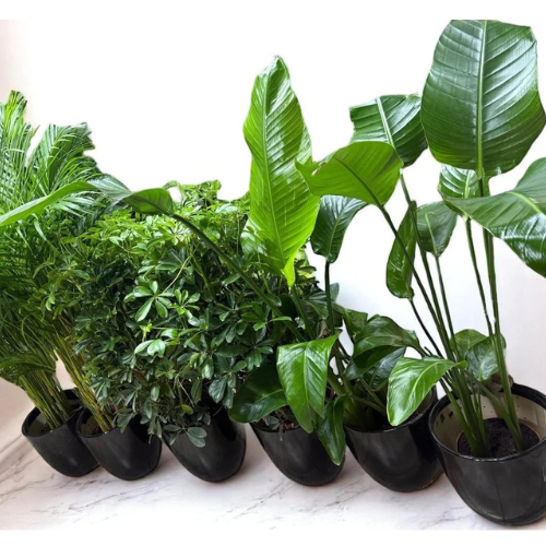 Premium Indoor Plants Bundle – 6 Pc Set