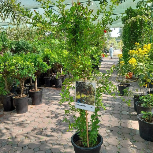 Punica Granatum Or Pomegranate Tree