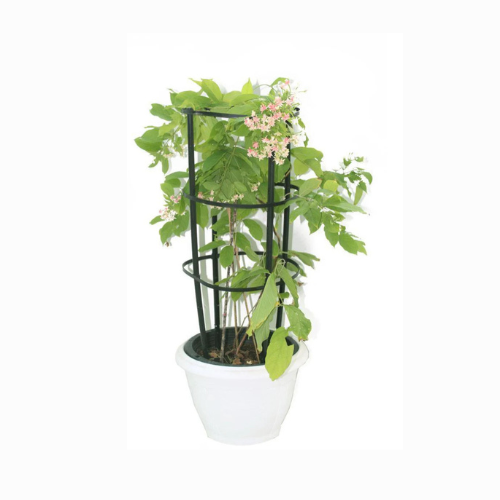 Quisqualis Indica Or Rangoon Creeper 80 – 100cm – Royal Plantscape Quisqualis Indica Or Rangoon Creeper 80 – 100cm – Royal Plantscape
