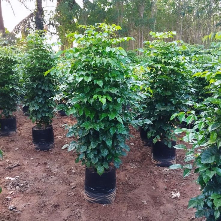 Radermachera Sinica Indoor Plant Combo -2 with ceramic pots